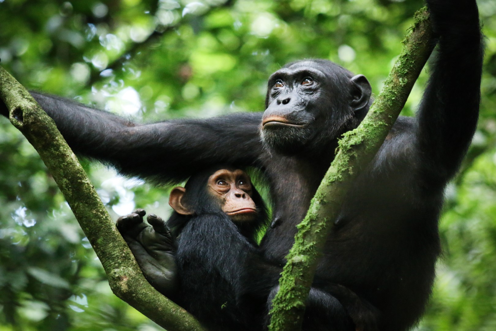 4-Day Chimpanzee Tracking, Karera Falls, and City Tour