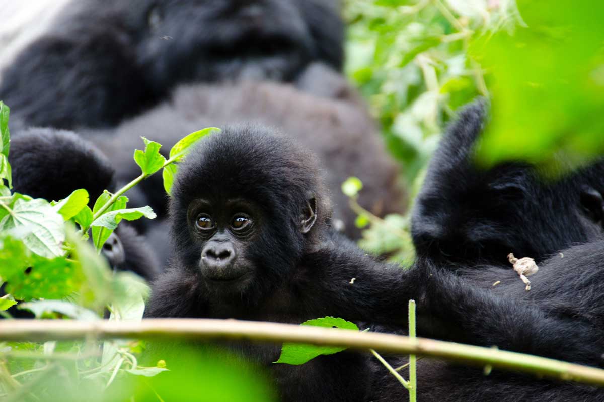 Gorilla Trekking