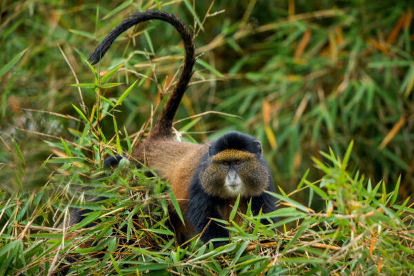 Long Rwanda Safaris