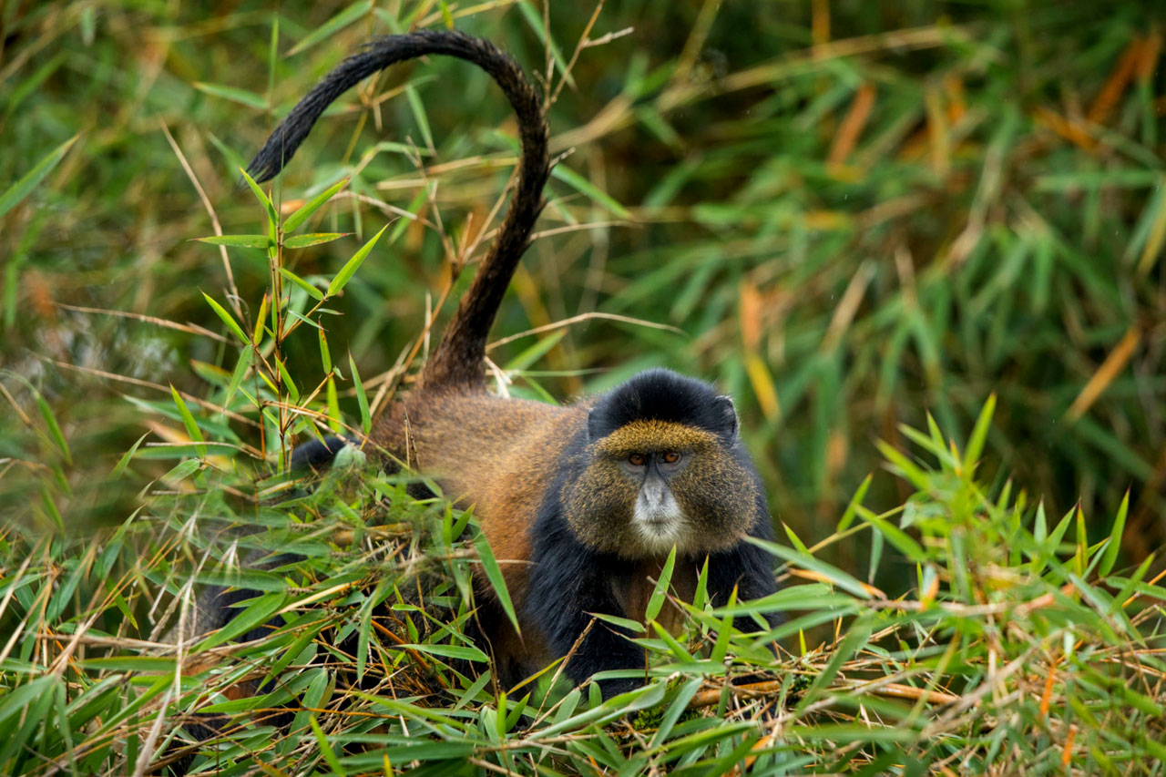 3-Day Rwanda Gorilla Trekking & Golden Monkeys Tour