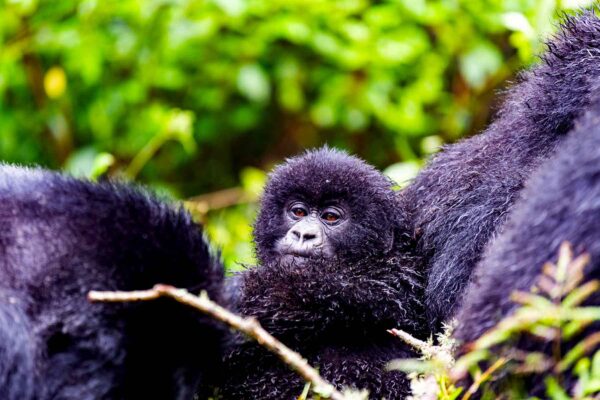 UGANDA SAFARIS