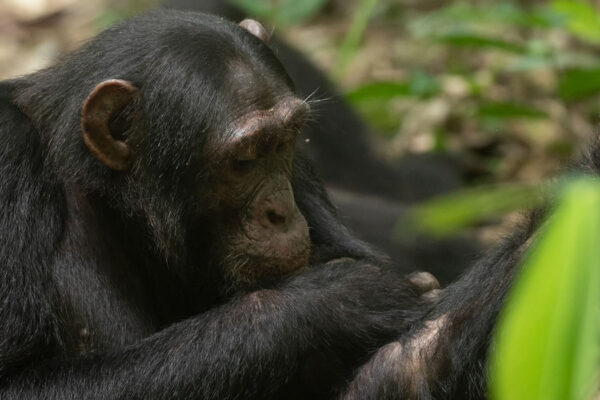 5 Days Uganda Primate Tracking Safari