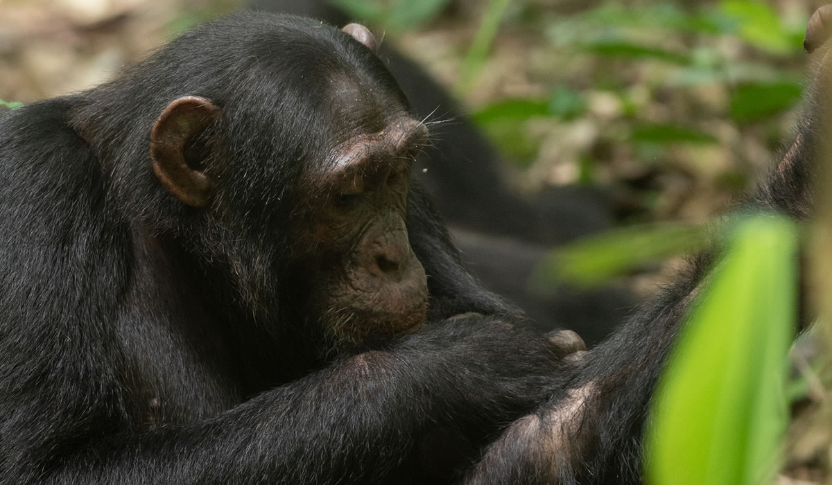 5 Days Uganda Primate Tracking Safari