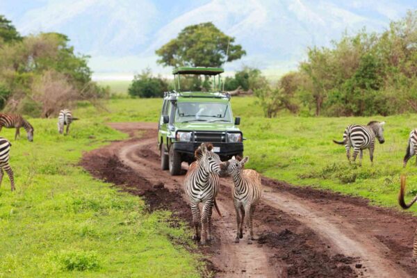 6-Day Majestic Tanzania Wildlife Luxury Safari