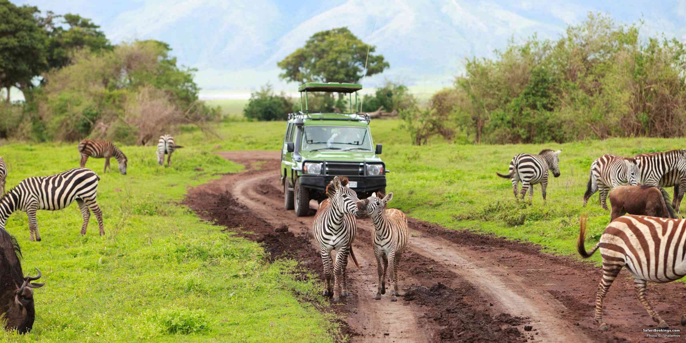 6-Day Majestic Tanzania Wildlife Luxury Safari