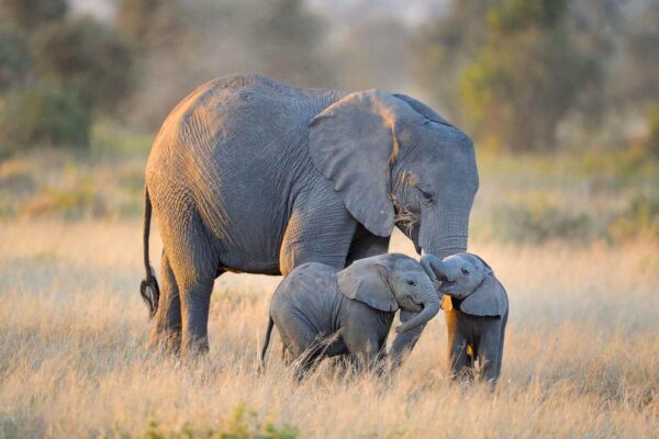 6-Day Private Kenya Big Five Safari