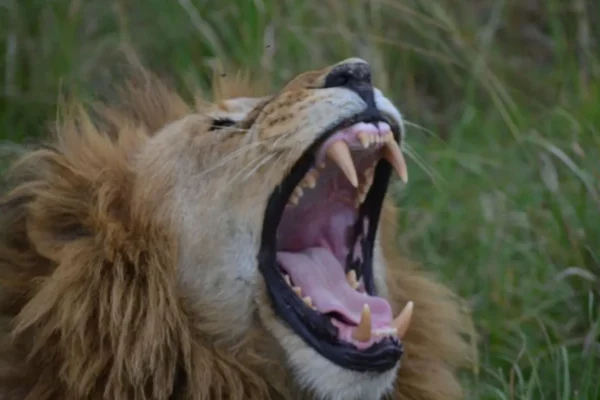 6-Day Roaring Kenya Mid-Range Safari