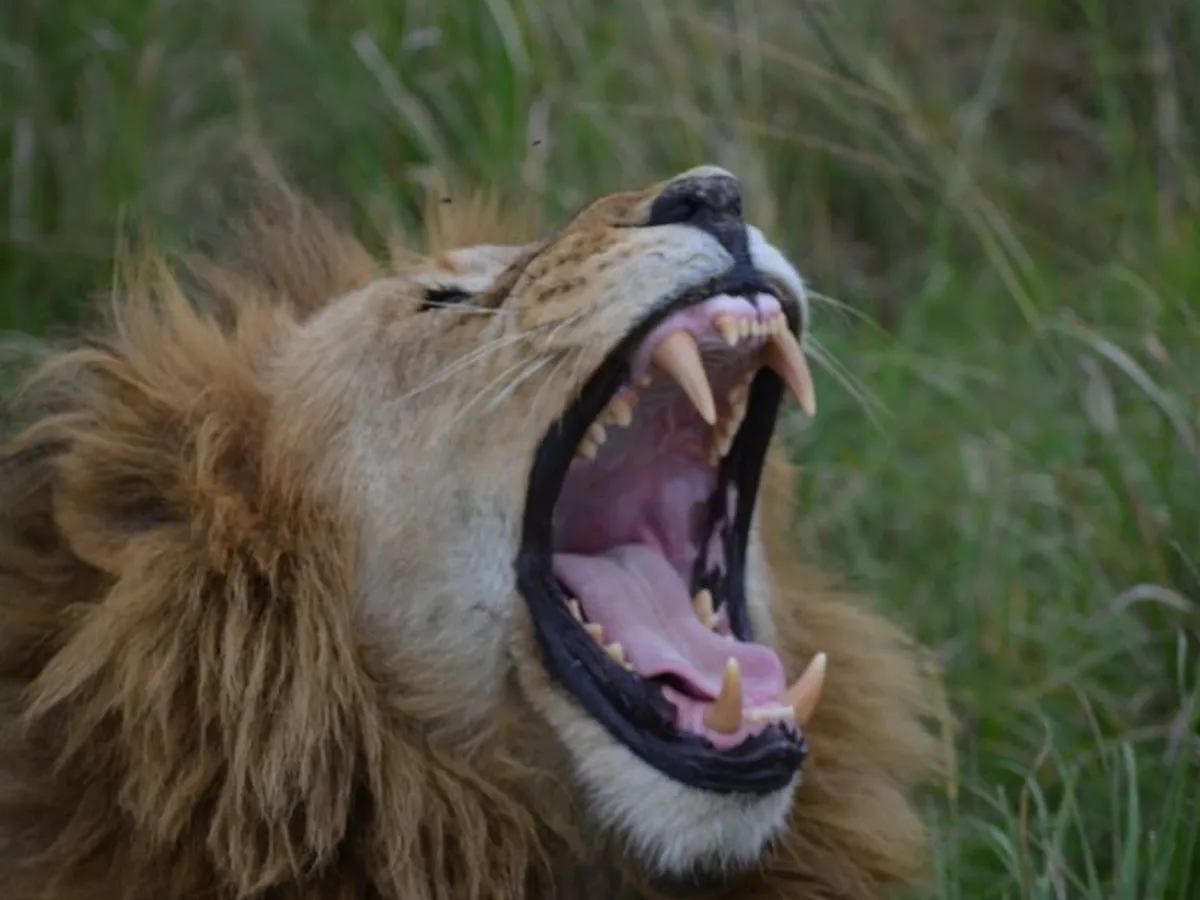 6-Day Roaring Kenya Mid-Range Safari