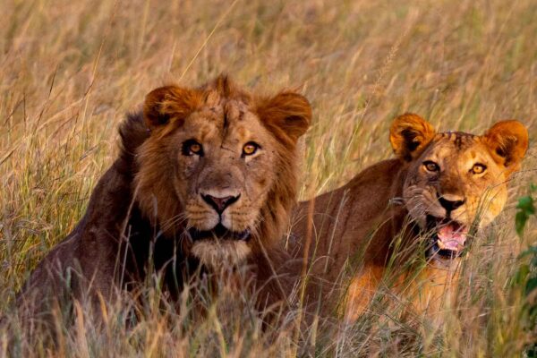 6 Days Rwanda Safari