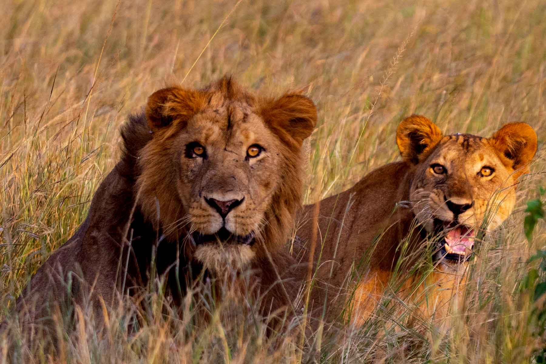 6 Days Rwanda Safari