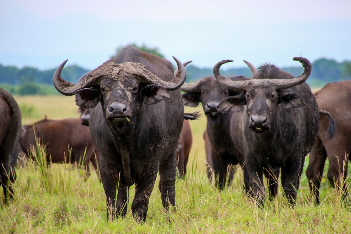 6 Days Uganda Adventure Tour