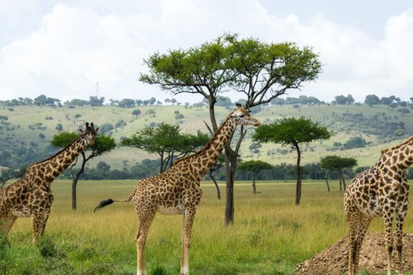 7-Day Kenya Wildlife Budget Safari