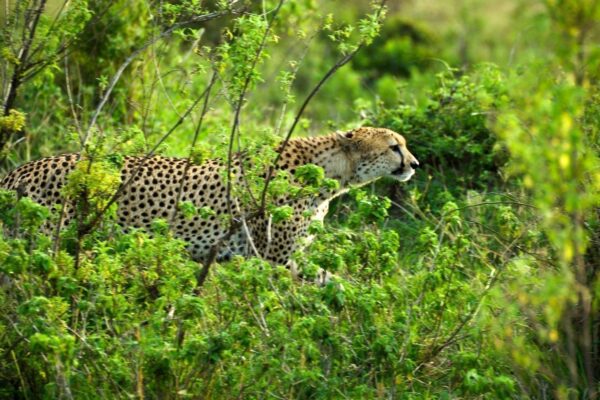 Uganda Wildlife Safari.