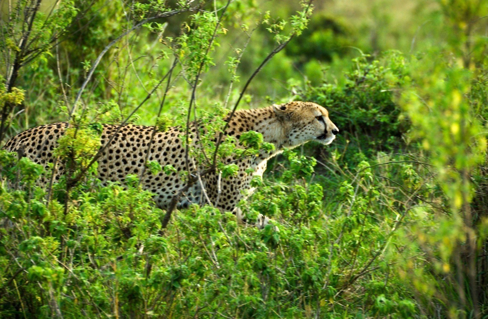 Kenya Wildlife Safari.