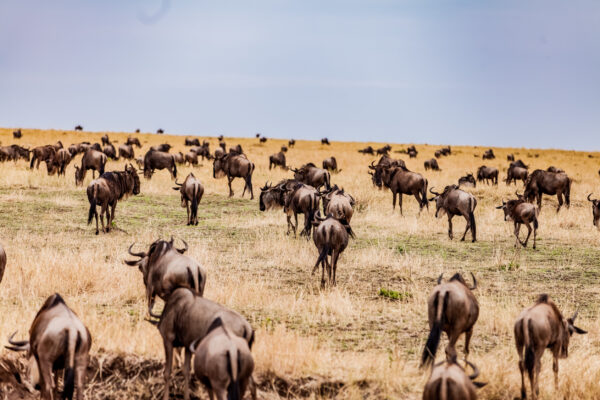 7-Day Tanzania Wildlife Safari
