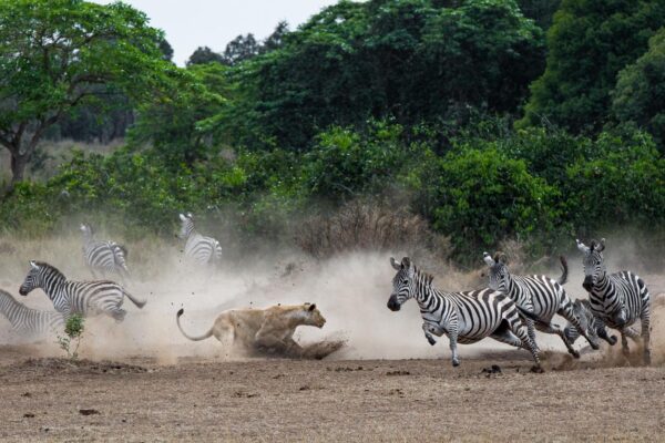 7-Day Rwanda Gorilla Tour and Wildlife Safari