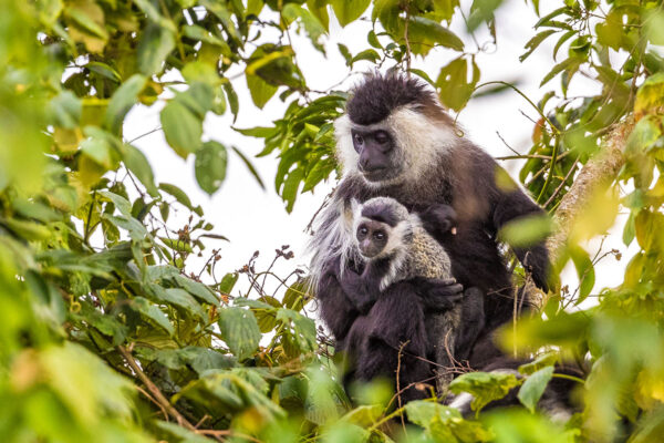 7 Days Discover Rwanda Primates in Luxury Safari