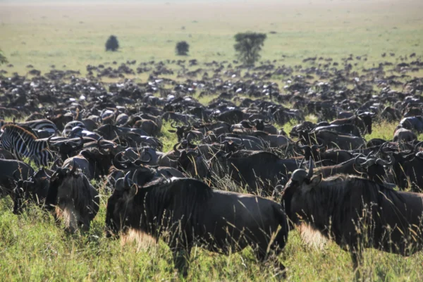 7 Days Highlights of Rwanda Safari