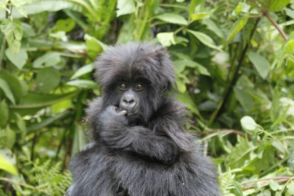 7 Days One Week Rwanda Tour