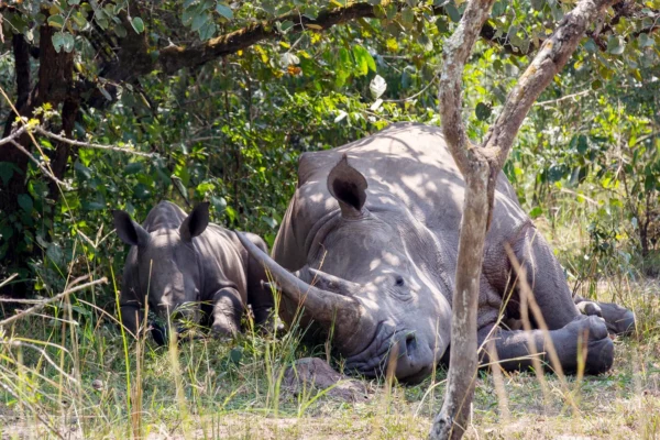 7 Days Uganda Big Five Safari