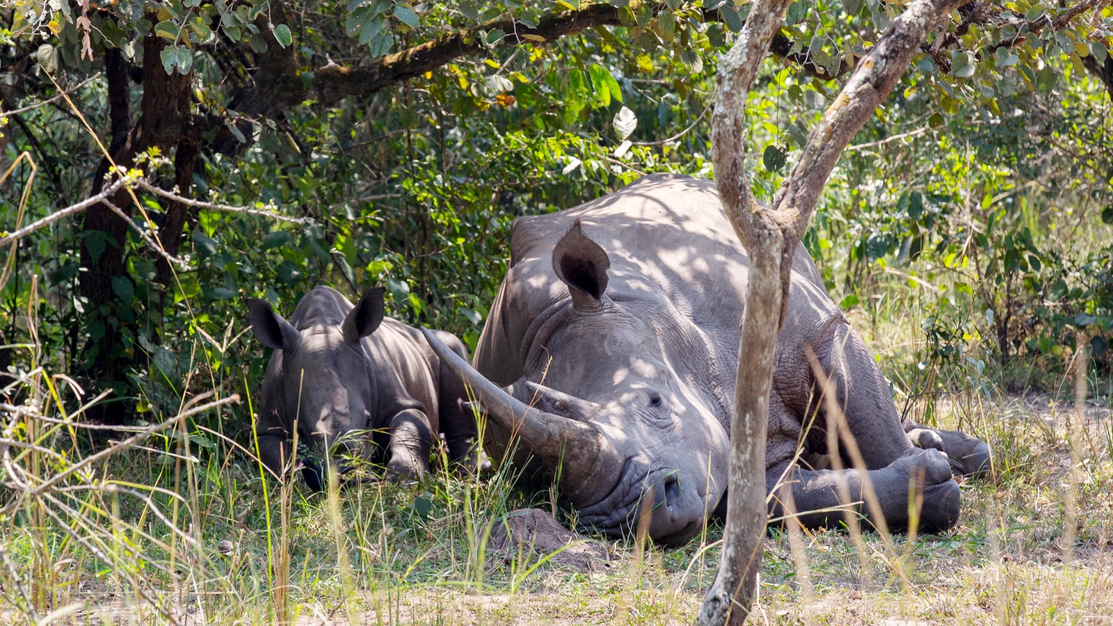 7 Days Uganda Big Five Safari