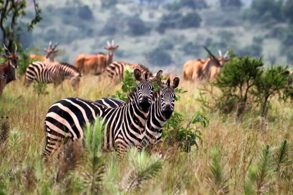 7 Days Rwanda Wildlife & Uganda Gorilla Habituation Safari