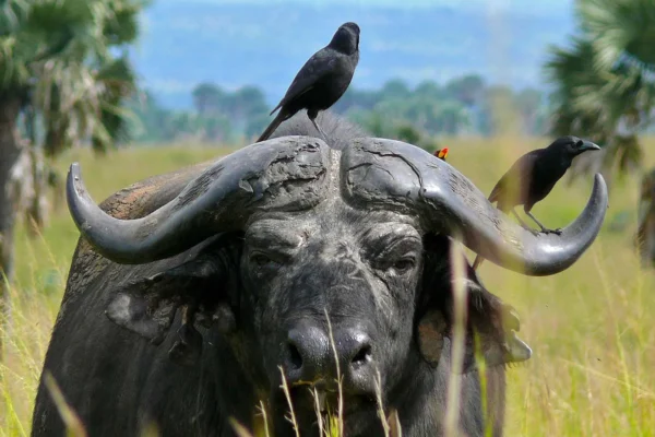 Big Five Animals