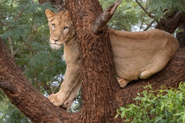 Big Five Safari