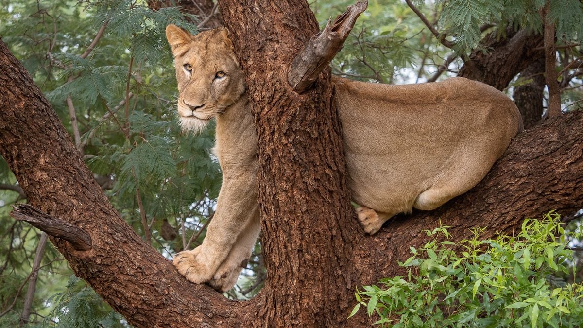 Big Five Safari