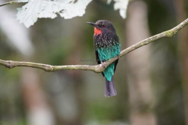 UGANDA BIRDWATCHING SAFARIS