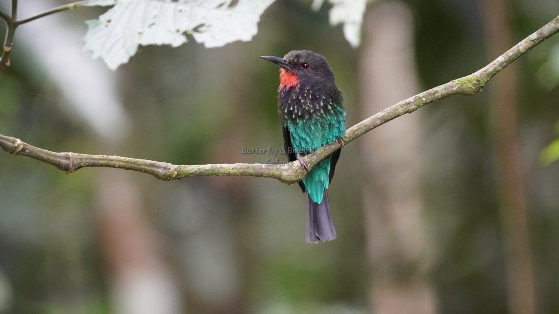 UGANDA BIRDWATCHING SAFARIS
