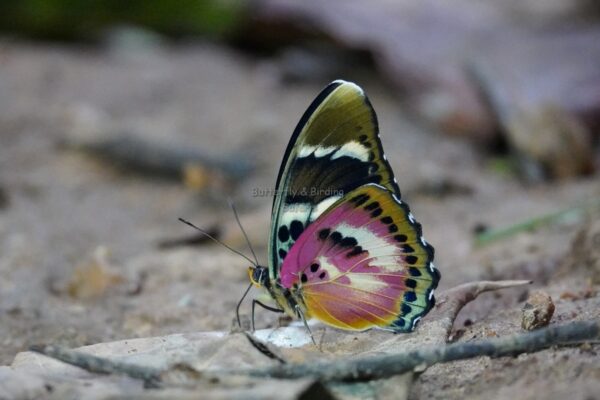 Why choose Afro Tropical Butterfly Safaris?
