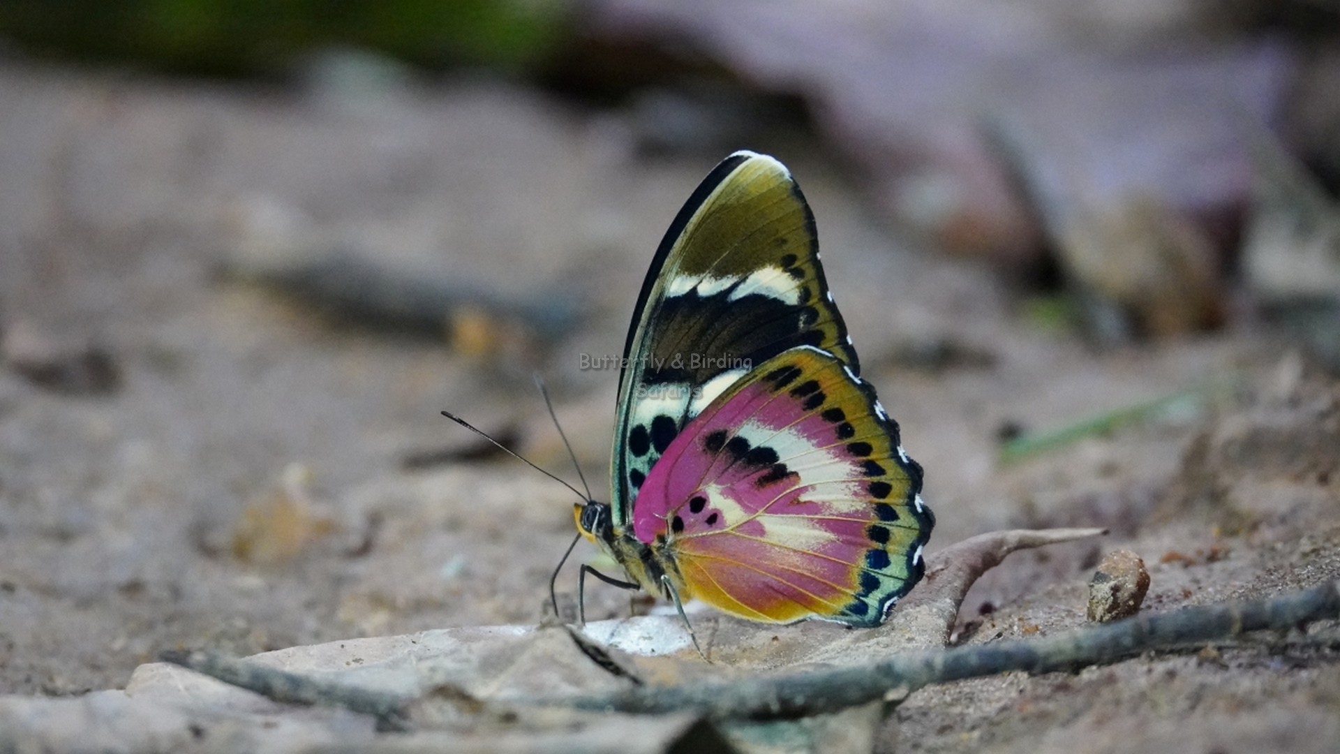 Uganda Butterfly Safaris