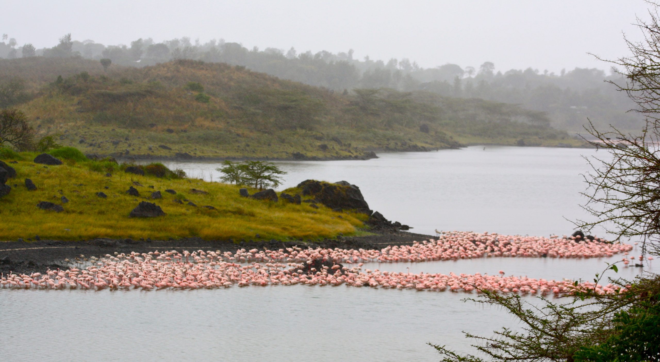 Flamingos_at_Arusha_National_Park-scaled
