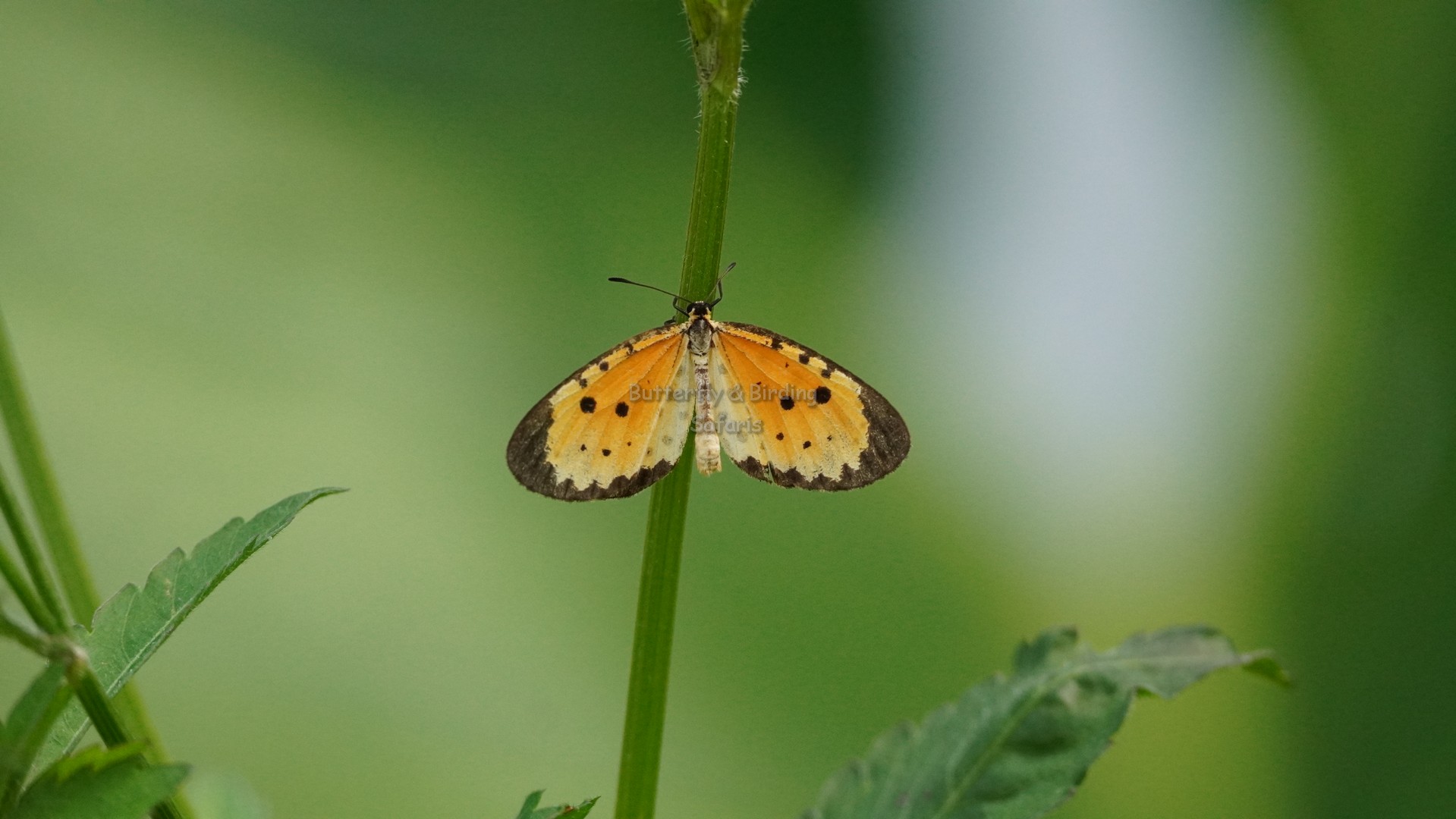 RWANDA BUTTERFLY SAFARIS