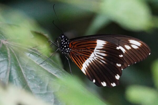 Uganda Butterfly Safaris