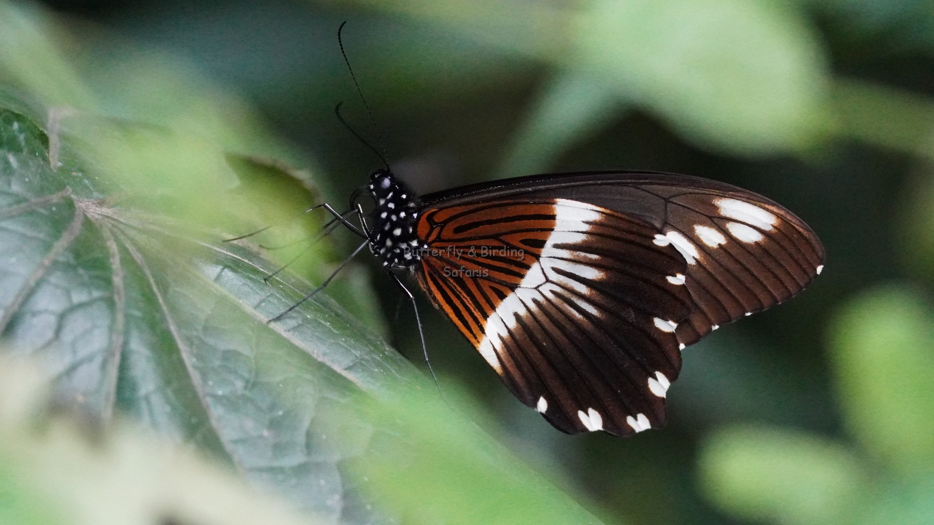 Uganda Butterfly Safaris