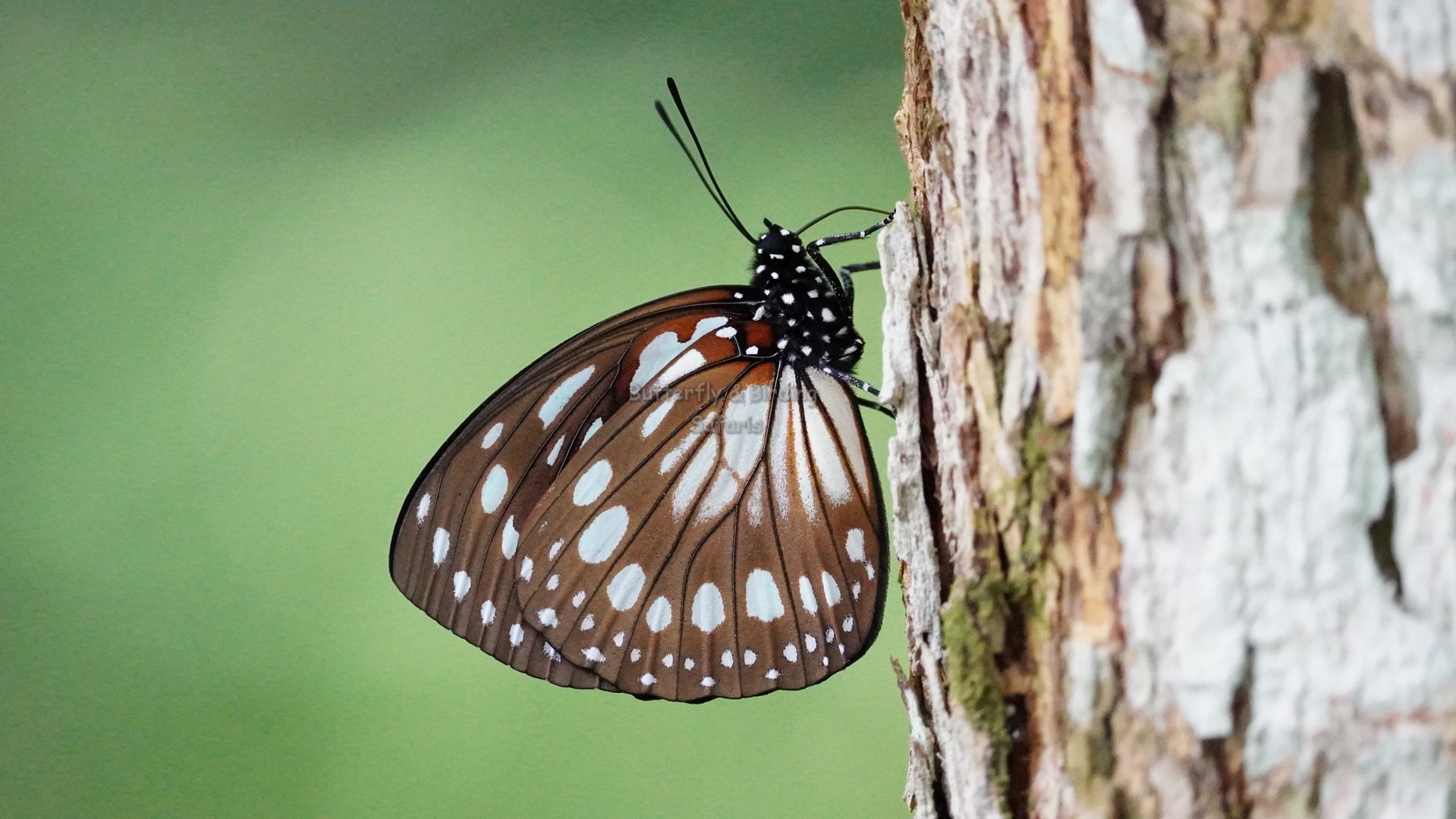 14 Days Uganda Butterfly Photography Safari