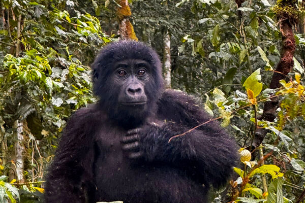 RWANDA SAFARIS