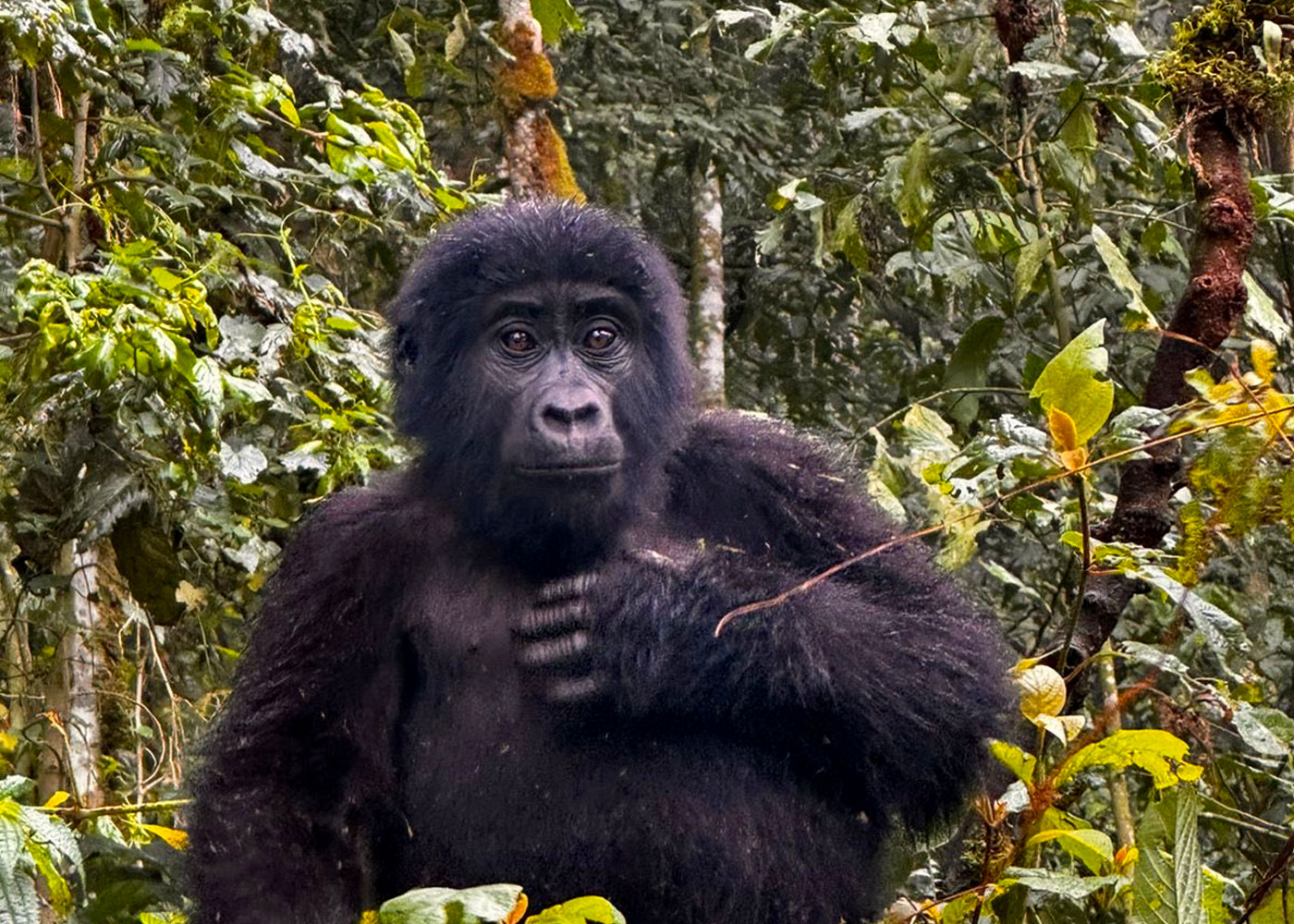 Gorilla Trekking