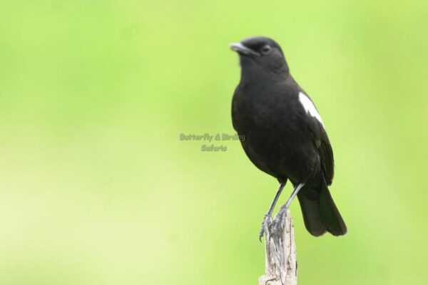 Kenya Birding Safaris