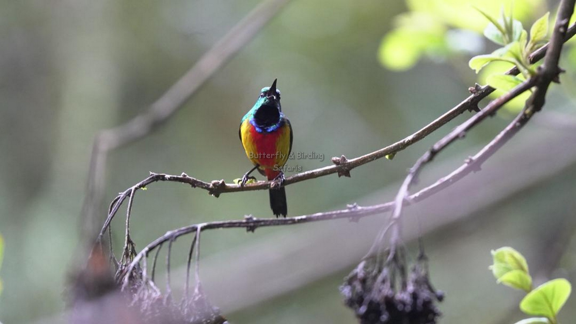 Rwanda Birding Safaris