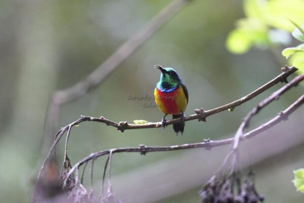 Tanzania Birding Safaris