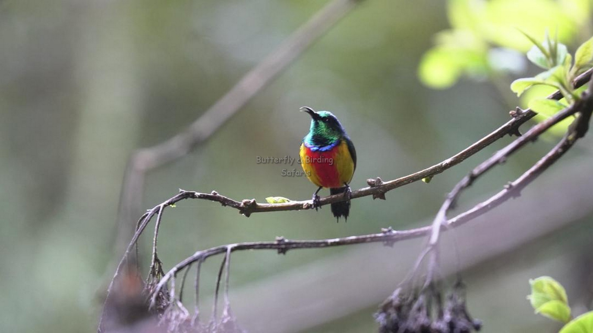 Tanzania Birding Safaris