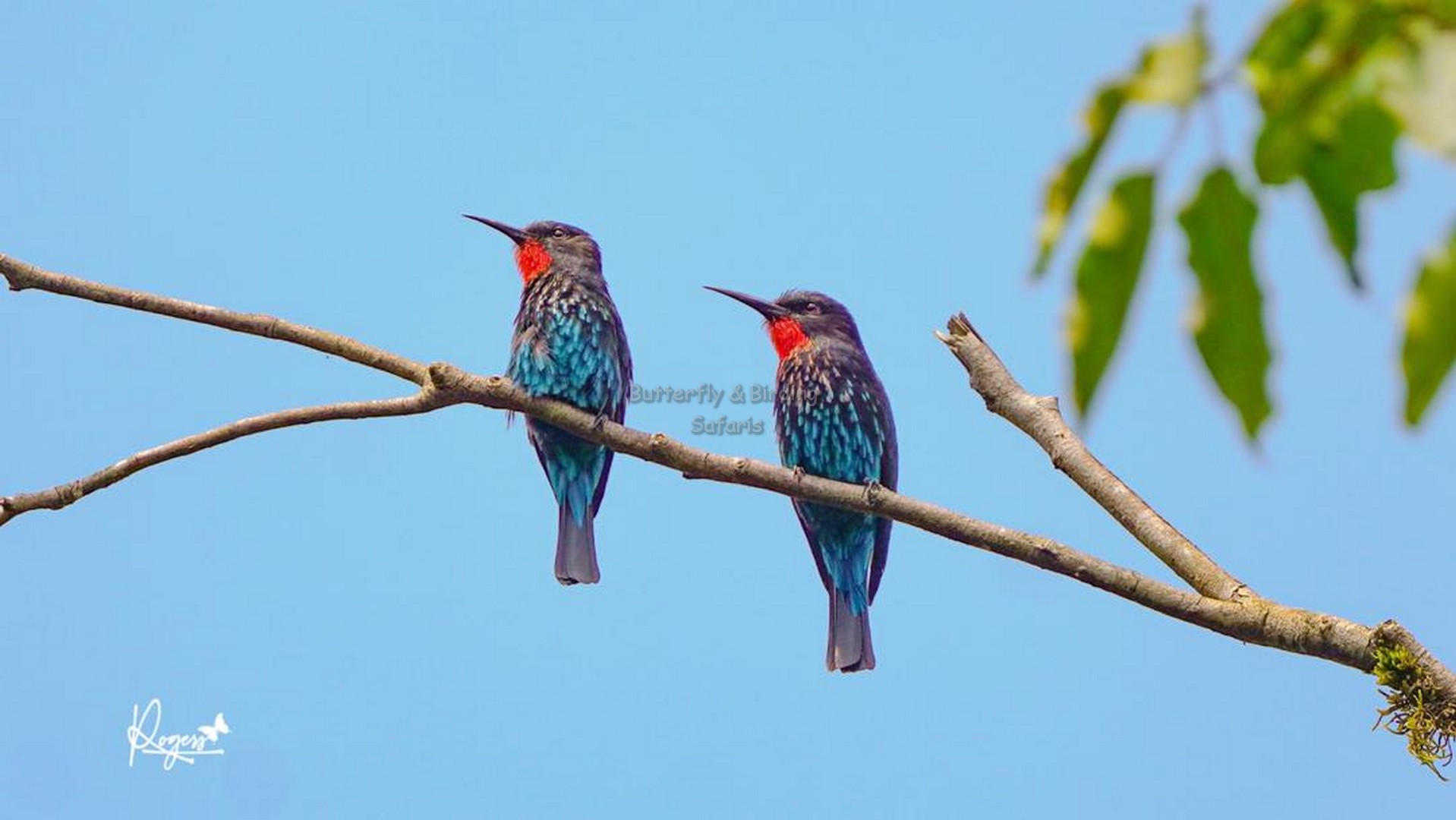 Birding Safaris