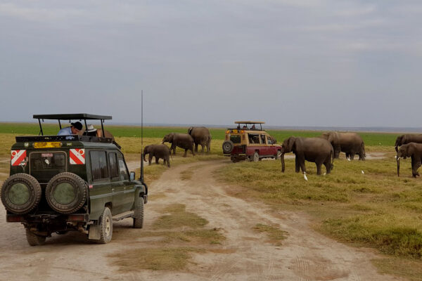 Kenya Safari Experiences