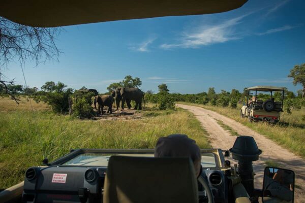 Morning Game Drives