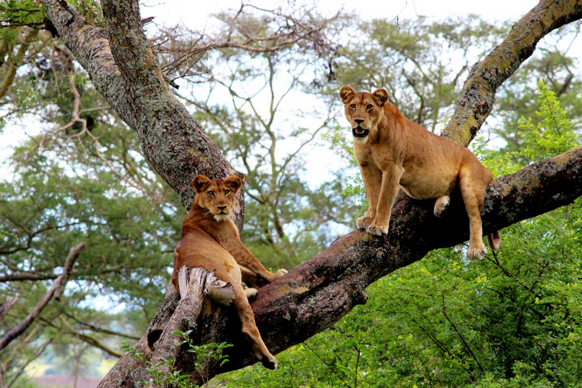 Rwanda Wildlife Safaris