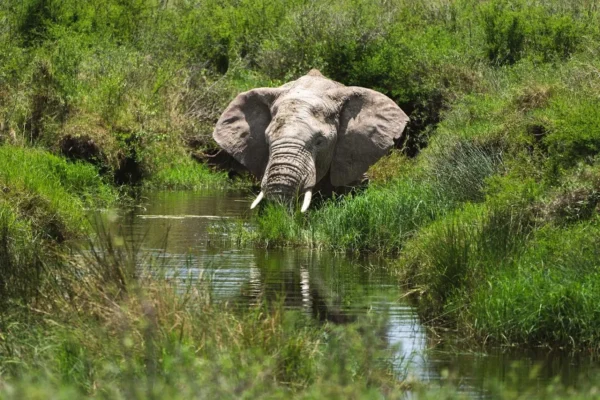 Tanzania Safaris