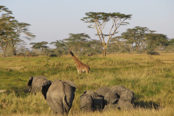 Tanzania Wildlife Safari